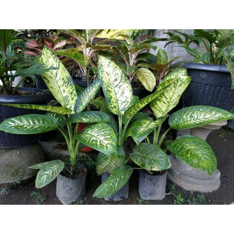 diven garuda ukuran tanggung/siap pajang