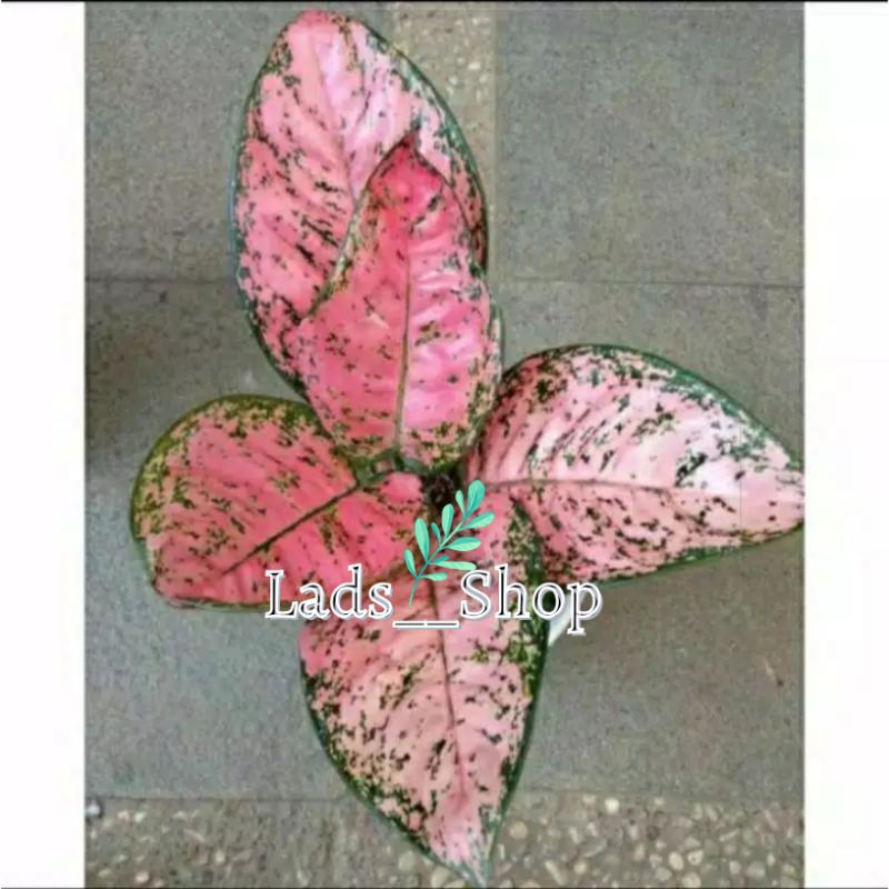 Tanaman Hias Aglonema Lady Valentine - Aglonema Lady Valentine