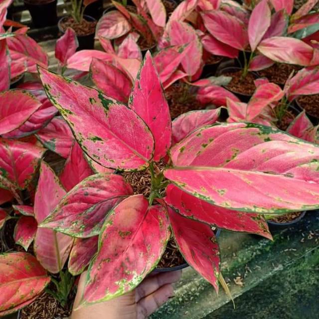 Aglaonema red venus