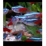 Neon tetra paket 30ekor