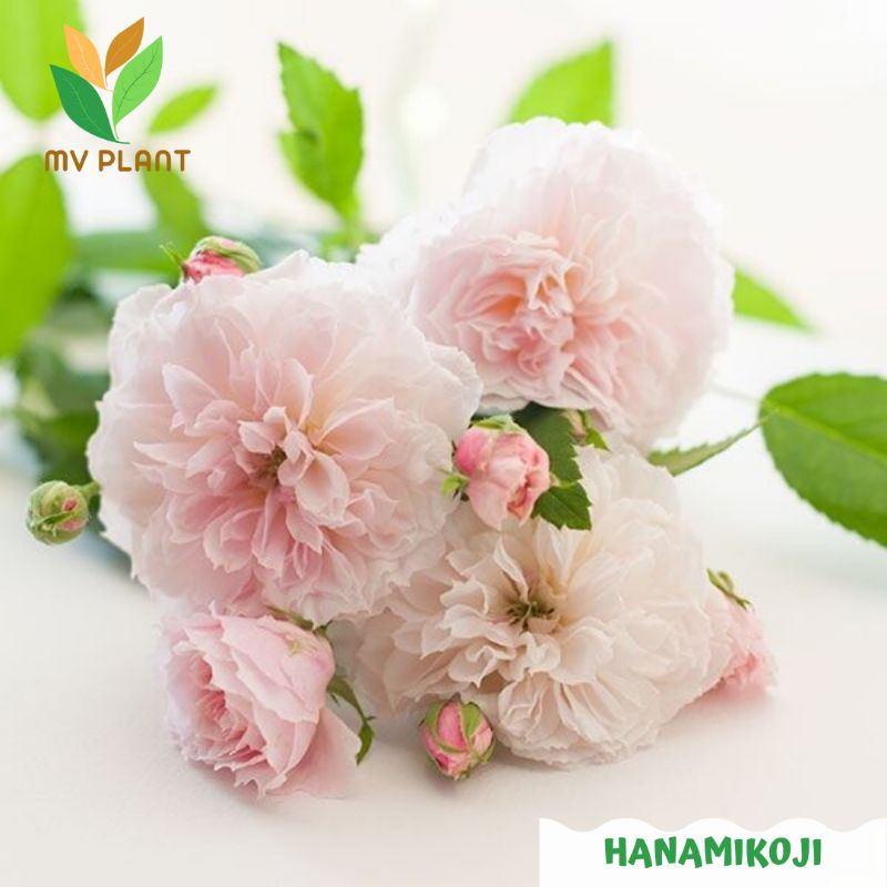 Tanaman Hidup Bunga mawar import HANAMIKOJI Dewasa - Mawar import - Mawar import murah - mawar ramba