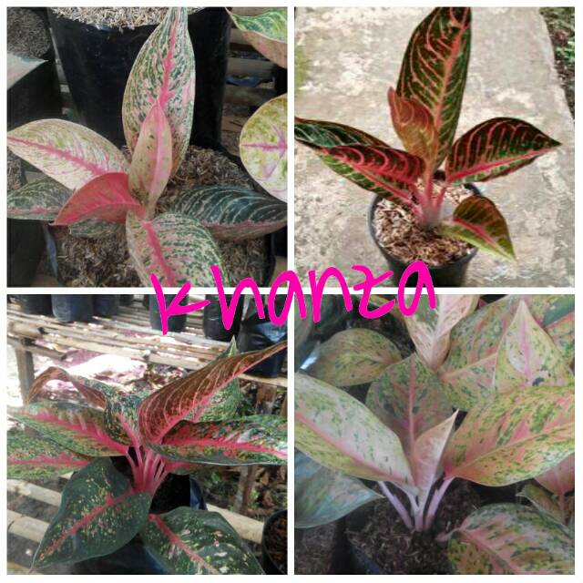 Bibit bunga aglonema 4 batang (legacy,hot lady,red Sumatra, lulaiwan)