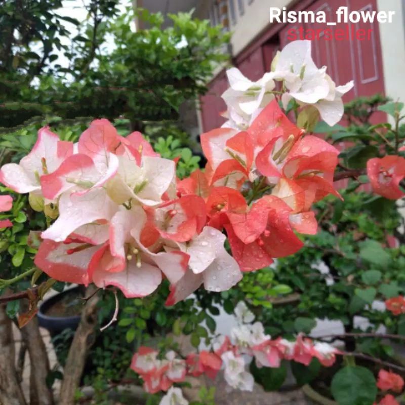 POHON BOUGENVILLE MAHARANI / TANAMAN HIAS BOUGENVILLE MAHARANI