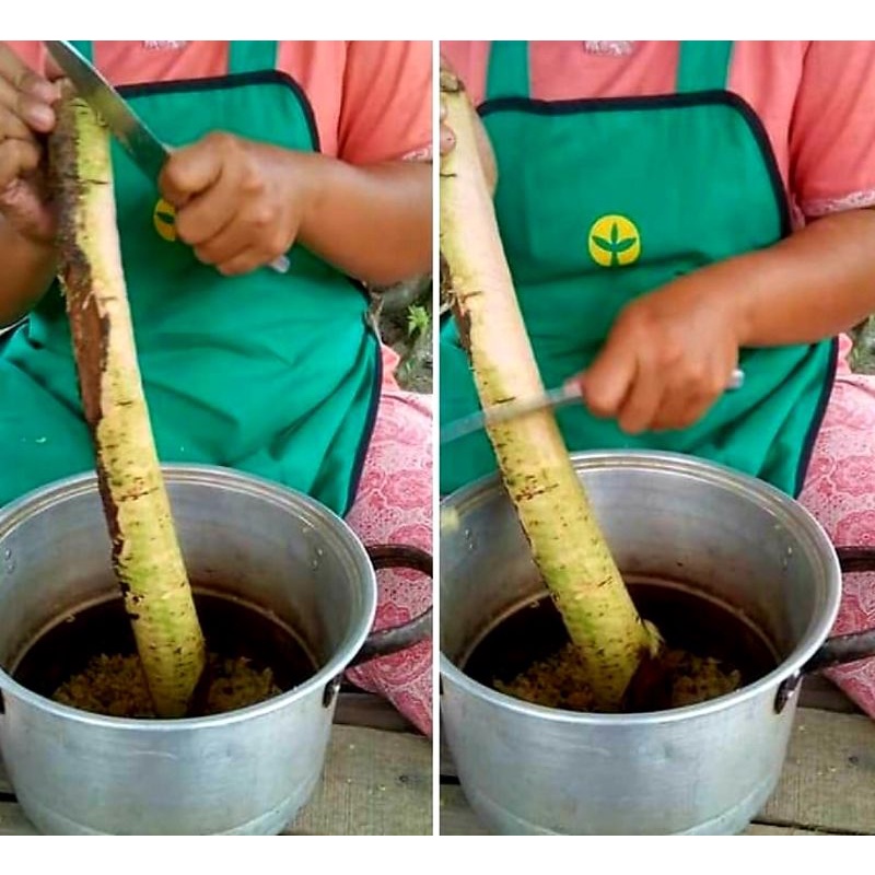 

Batang Holat Balakka Amla Malaka fresh 10 batang