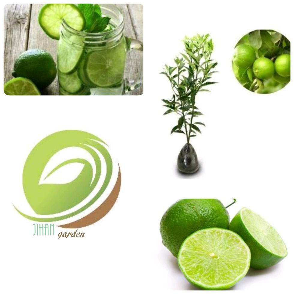Terlaris Bibit Pohon Buah Jeruk Nipis-Tanaman Buah Jeruk Nipis $_$
