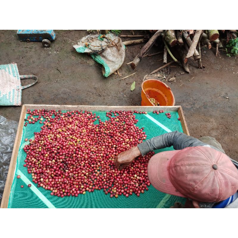

biji kopi mentah green bean Fine robusta kawi blitar