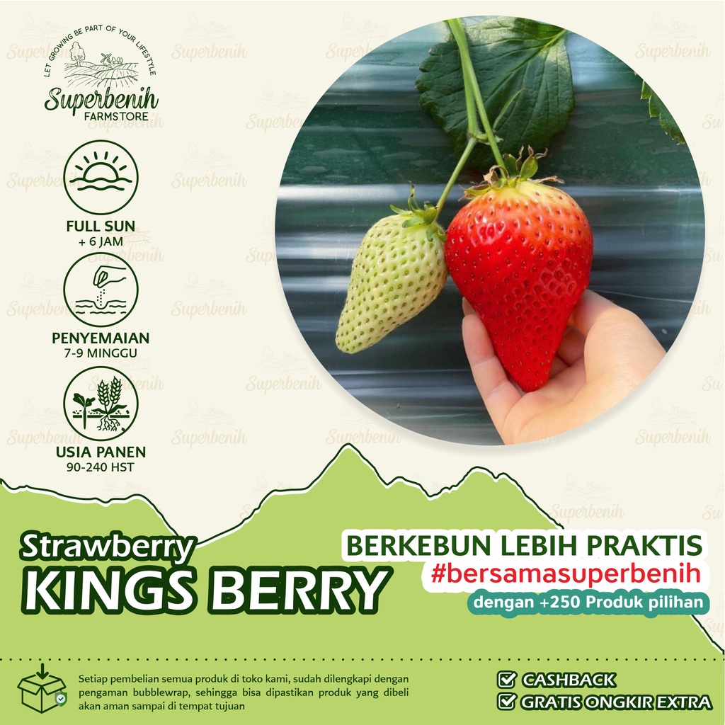 Jual 10 Biji - Benih Strawberry KINGS BERRY, Jenis Strawberry KOREA 