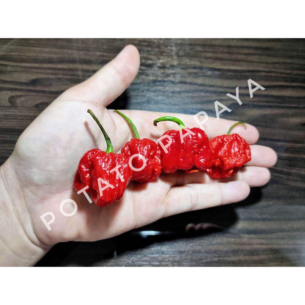 Benih Cabe Carolina Reaper Terpedas