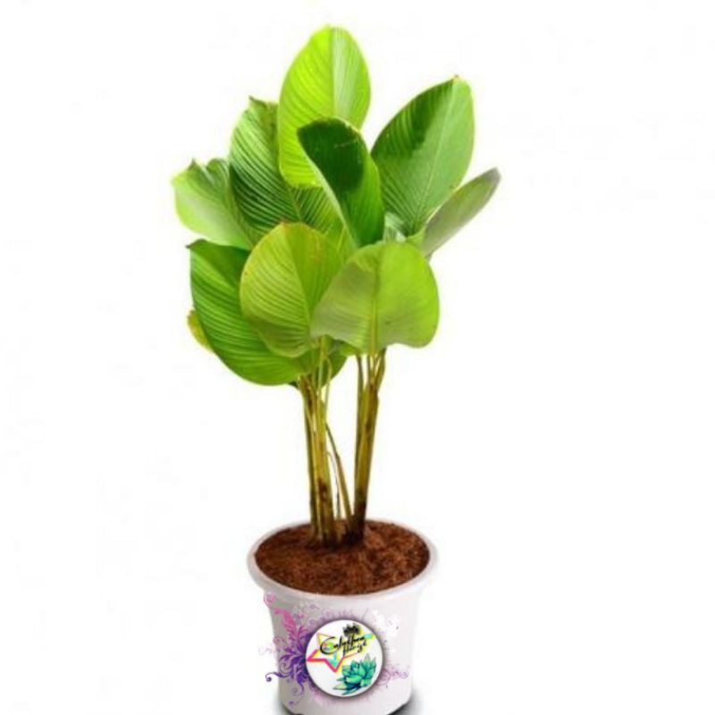 Calathea pisang/lutea