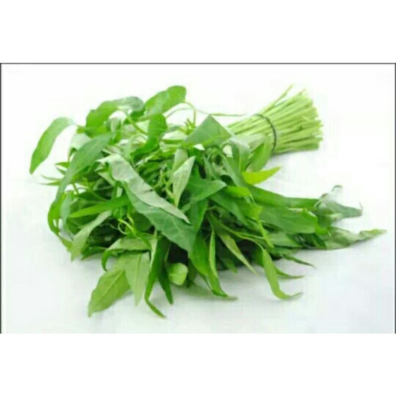 

Kangkung Sayuran Segar Murah