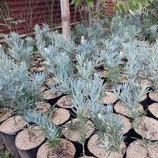 Tanaman Bibit Bahan Bonsai Lohansung Blue Ice