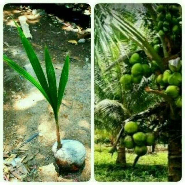Bibit kelapa hijau