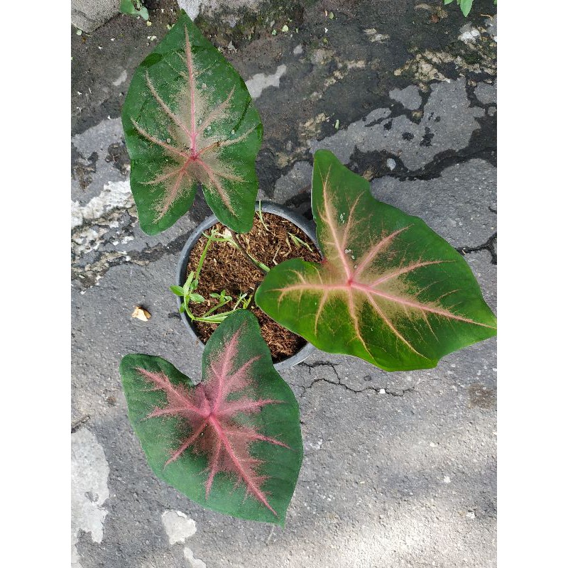 Bonggol/ umbi caladium Red Flase
