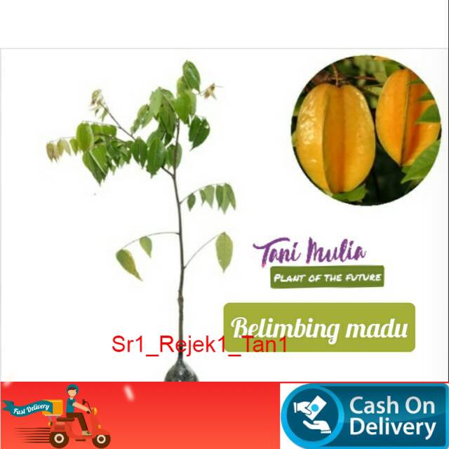 Belimbing madu super manis/tanaman belimbing madu