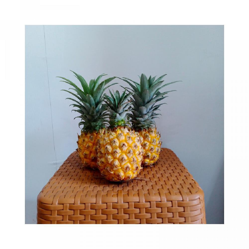 

NANAS MADU MANIS ISI 3BUAH