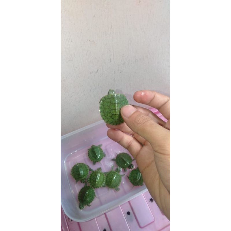 kura-kura baby Brazil