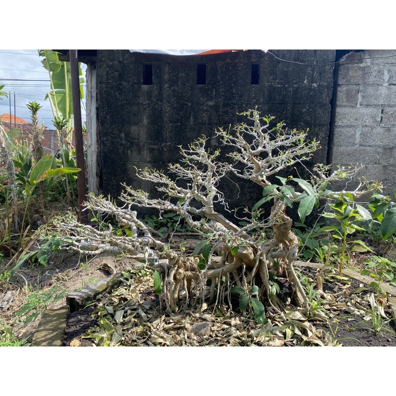 Bonsai Raft Beringin Amplas Putih Unik