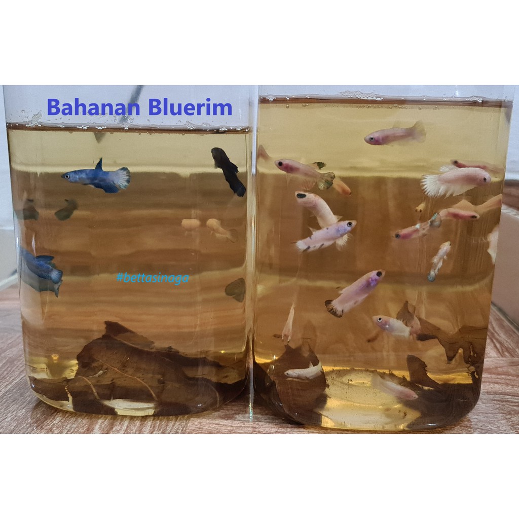 Ikan Cupang Blue Rim Bahanan (Burayak)