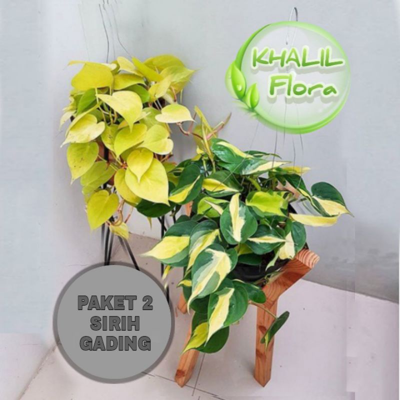 Paket Tanaman Gantung // Tanaman Hias Hidup Gantung 2 Jenis