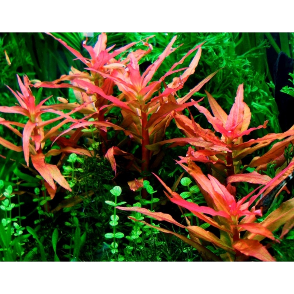 ammania gracilis ( Tanaman Aquascape )