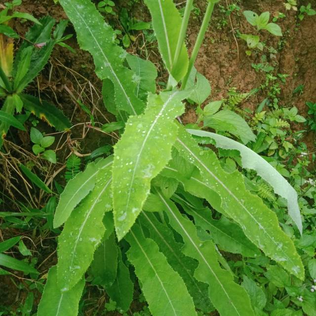 

Daun tempuyung segar(250gram)