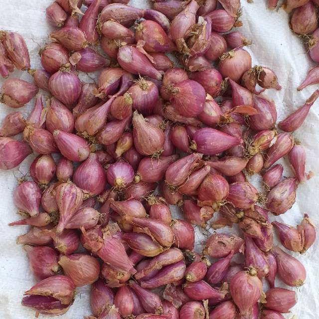 

Bawang Merah