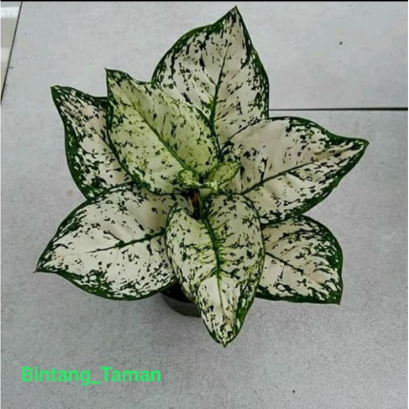 Tanaman hias Aglonema dud white-Aglonema dud white