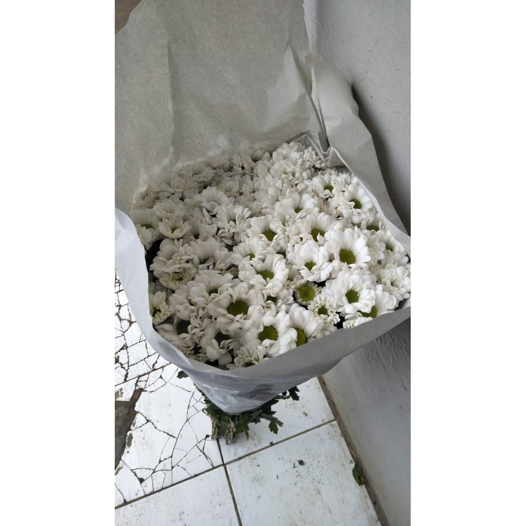 Bunga Aster putih.Krisan putih segar.Aster fresh cut