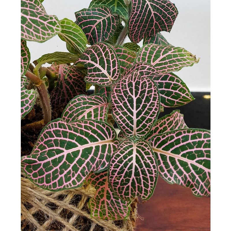 Tanaman Hias Fittonia Pink Green Tanaman Bunga Murah Fittonia Pink Segar Berkualitas