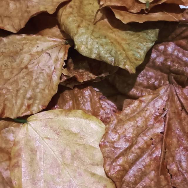 

Daun kering