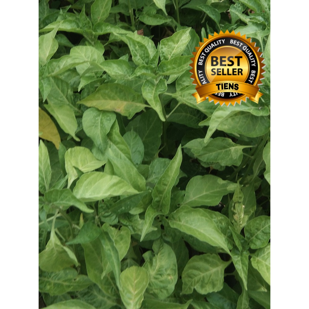 Bibit tanaman Cabai Rawit bibit cabai rawit bibit cabe rawit siap tanam bibit lombok rawit