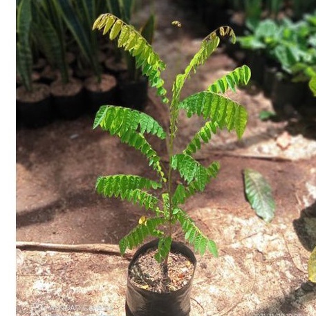 Pohon Belimbing Wuluh - Pohon Blimbing besi - Bibit Belimbing Wuluh Belimbing Sayur