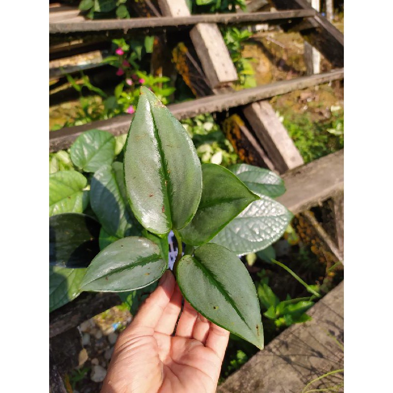 Scindapsus silver Moonlight/Scindapsus Moonlight-scindapsus silver-sirih silver