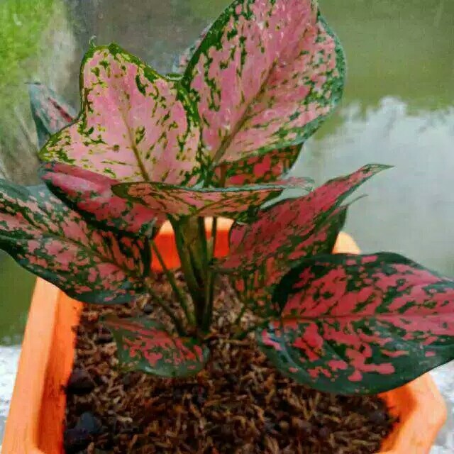 tanaman hias aglonema dud anjamani/aglonema dud anjamani