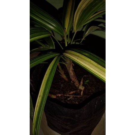 palem regu varigata.