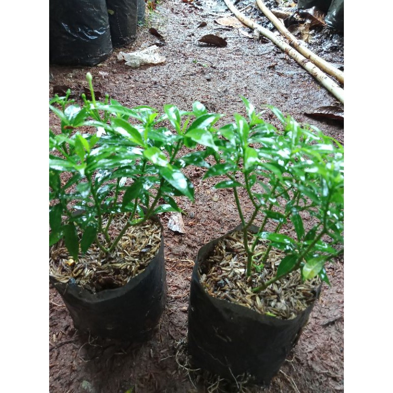 

rombosa mini ijo