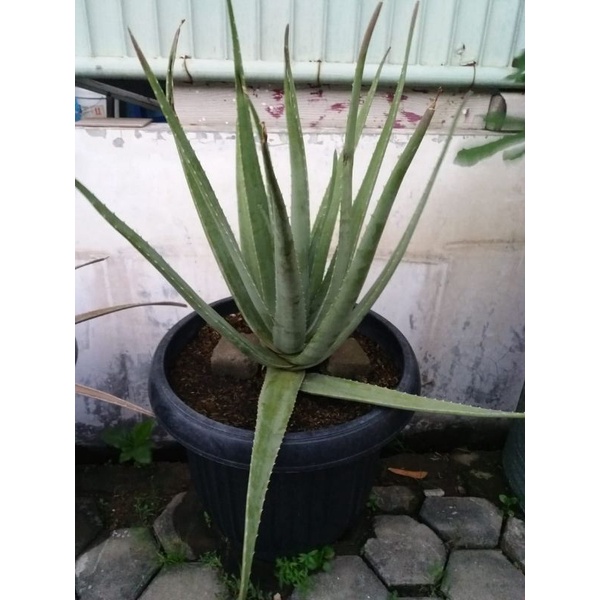 Lidah Buaya Barbadensis / Aloe Vera Barbadensis