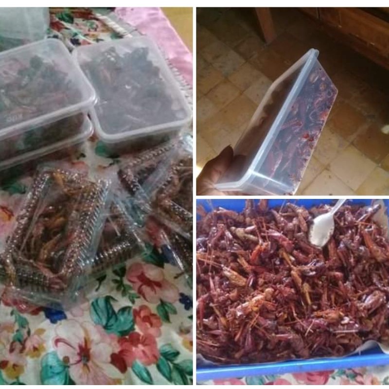 

belalang goreng enak dan nikmat