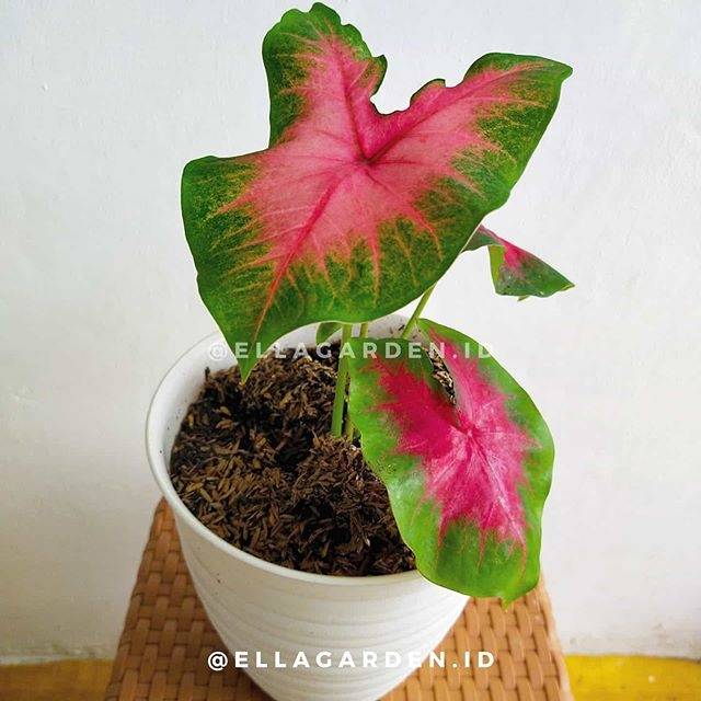 Caladium Bicolor Pinkburst Keladi Merah Muda Merah Jambu Tanaman Hias Shopee Indonesia