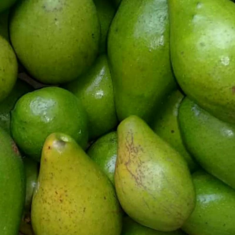 

Alpukat Wonogiri