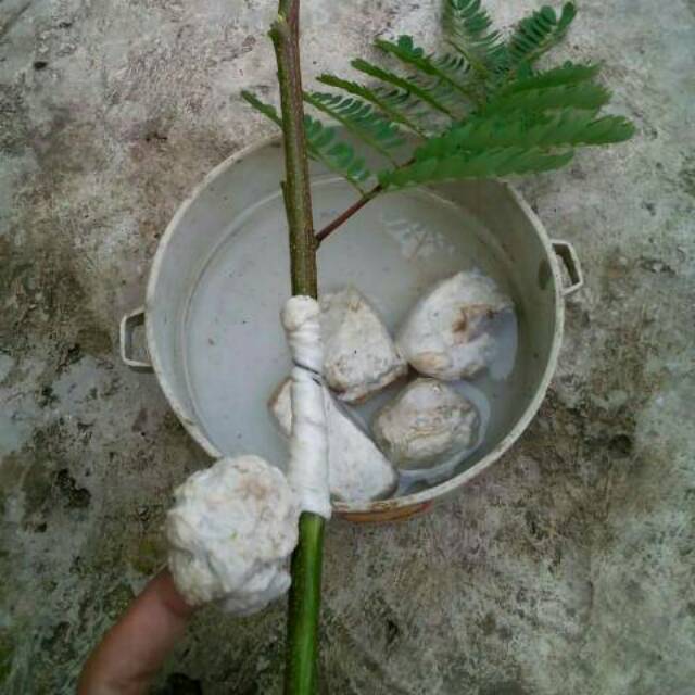 PULUT BENDO GETAH PIKAT BURUNG 1 ONS