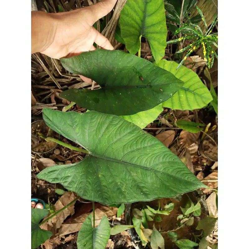 umbi /bonggol alocasia bisma lockal