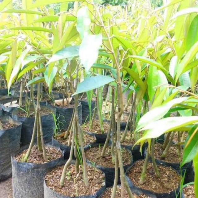 Durian musangking kaki 3 okulasi