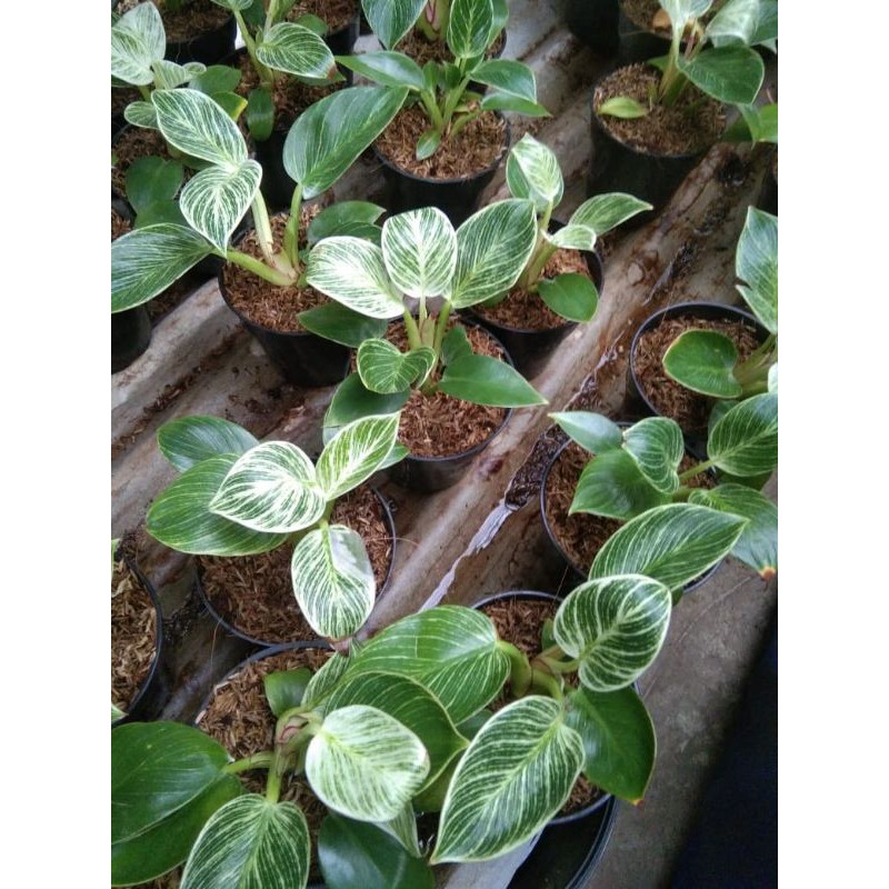 Philodendron birkin Philo birkin