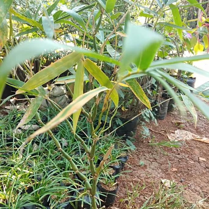 POHON BAMBU NAGIN/BAMBU CINA BIBIT TANAMAN POHON BAMBU NAGIN COD