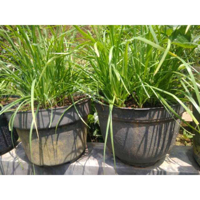

Daun kucai
