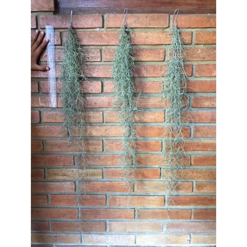 jenggot musa 85-100 cm -  Spanish moss - tillandsia jenggot nabi - jenggot dewa - airplant