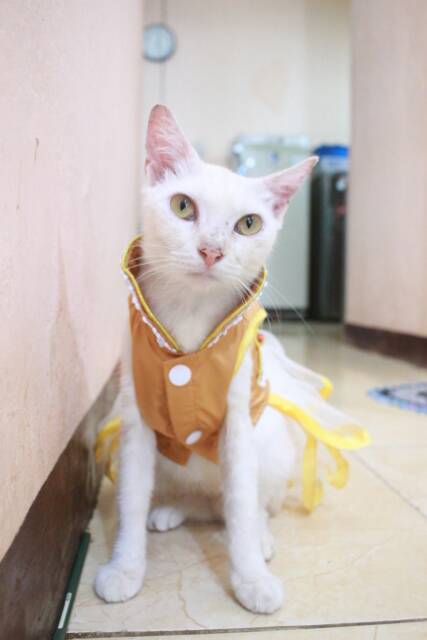 Dress shanghai gold imlek 2019 dress lucu untuk kucing dan anjing size S M L XL