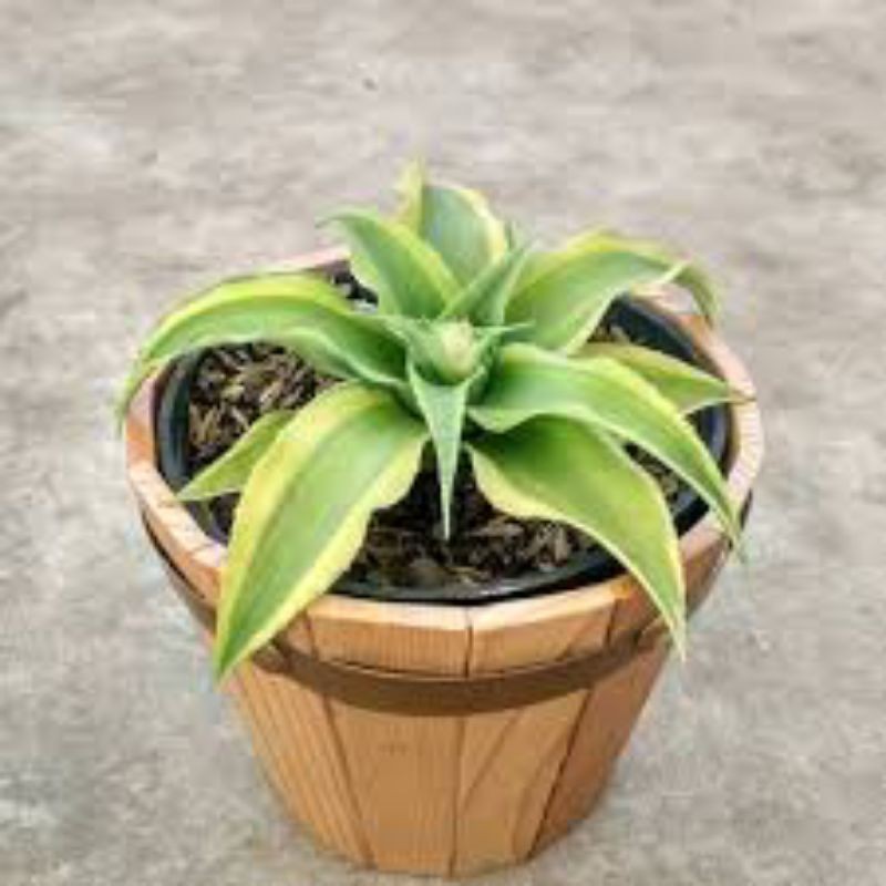 Tanaman hias mini cryptantus hijau