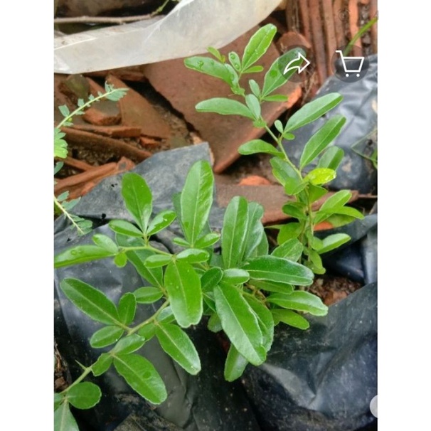 bibit bonsai bunga buah jeruk kingkit